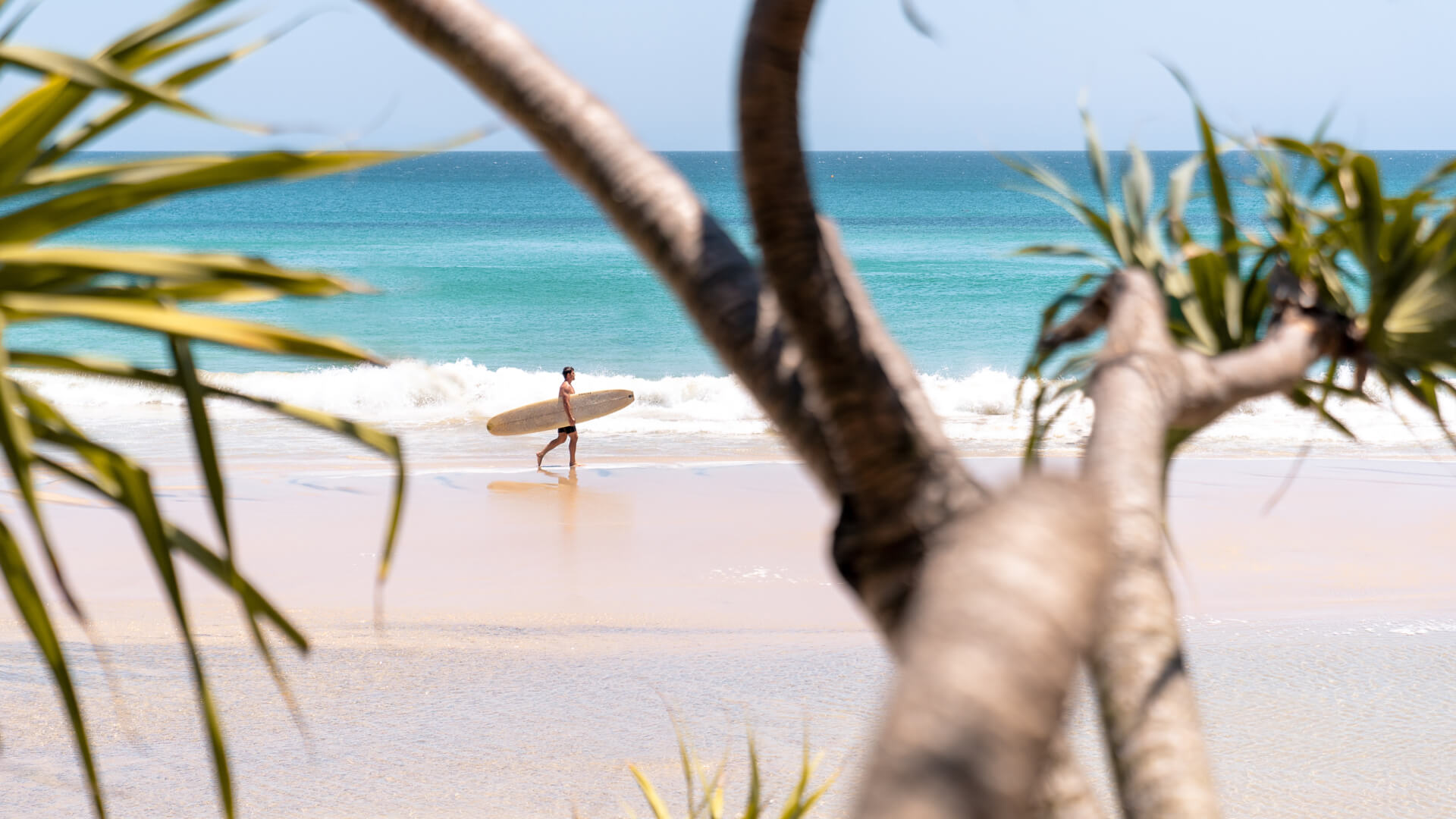 Surfer walking along Coolangatta Beach with a surfboard, framed by pandanus trees and turquoise ocean waves.